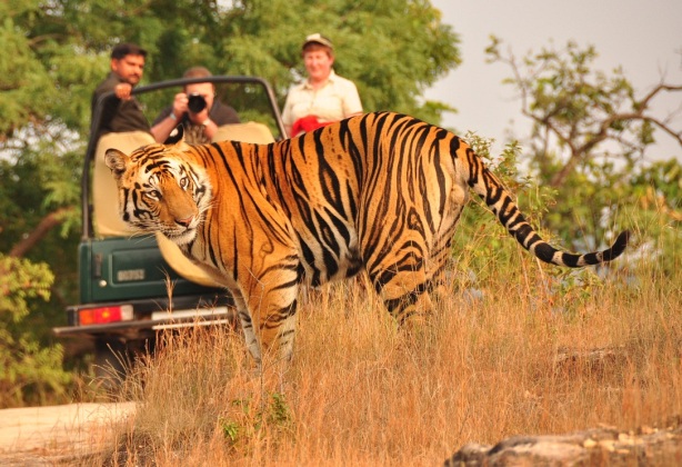 Ranthambore tiger safari - Ranthambore Jeep safari Rajasthan tour